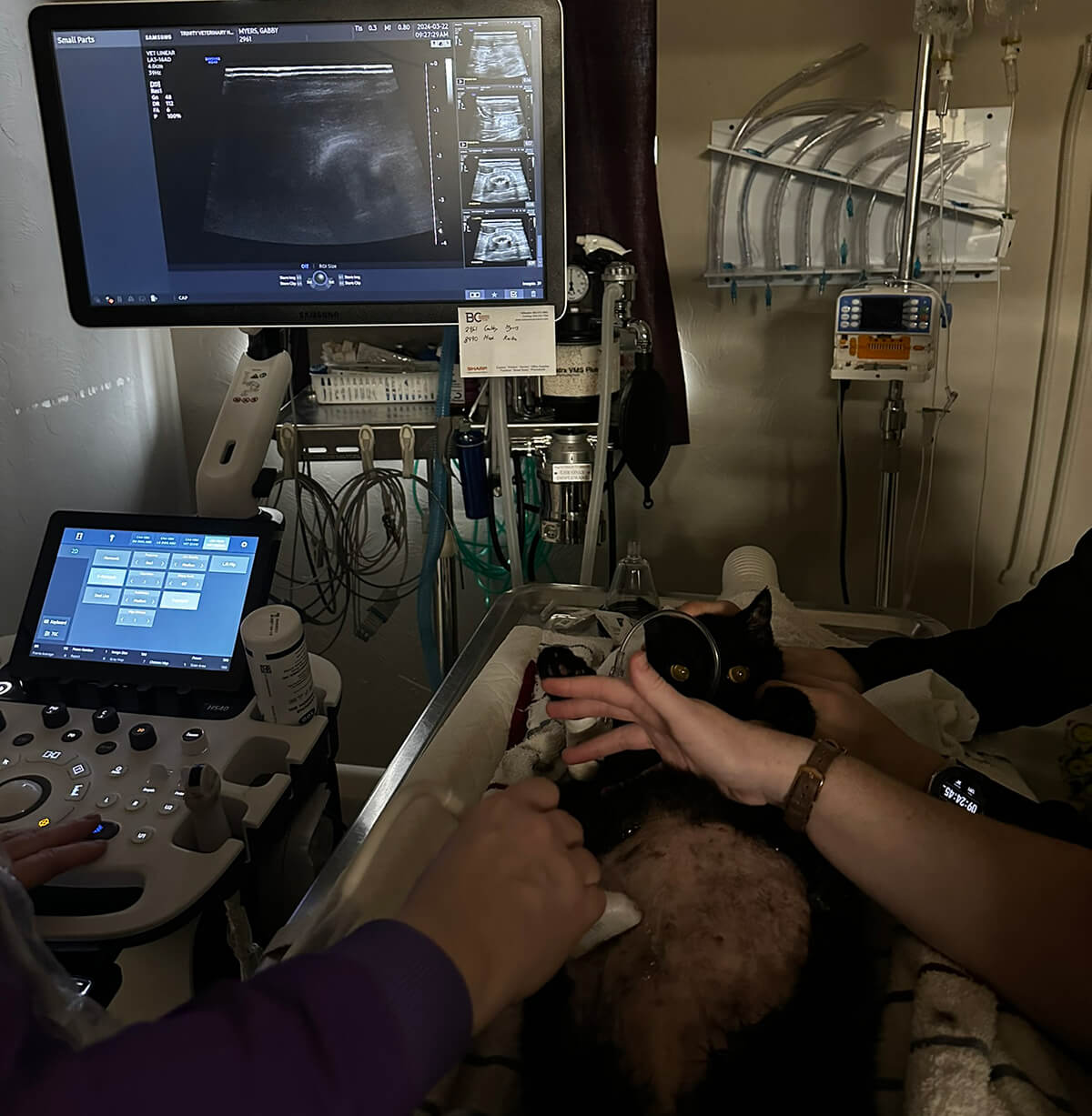 Pet Ultrasound Services in Stillwater, OK | Trinity Veterinary Hospital