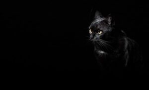 Can Cats See in the Dark? | Trinity Veterinary Hospital