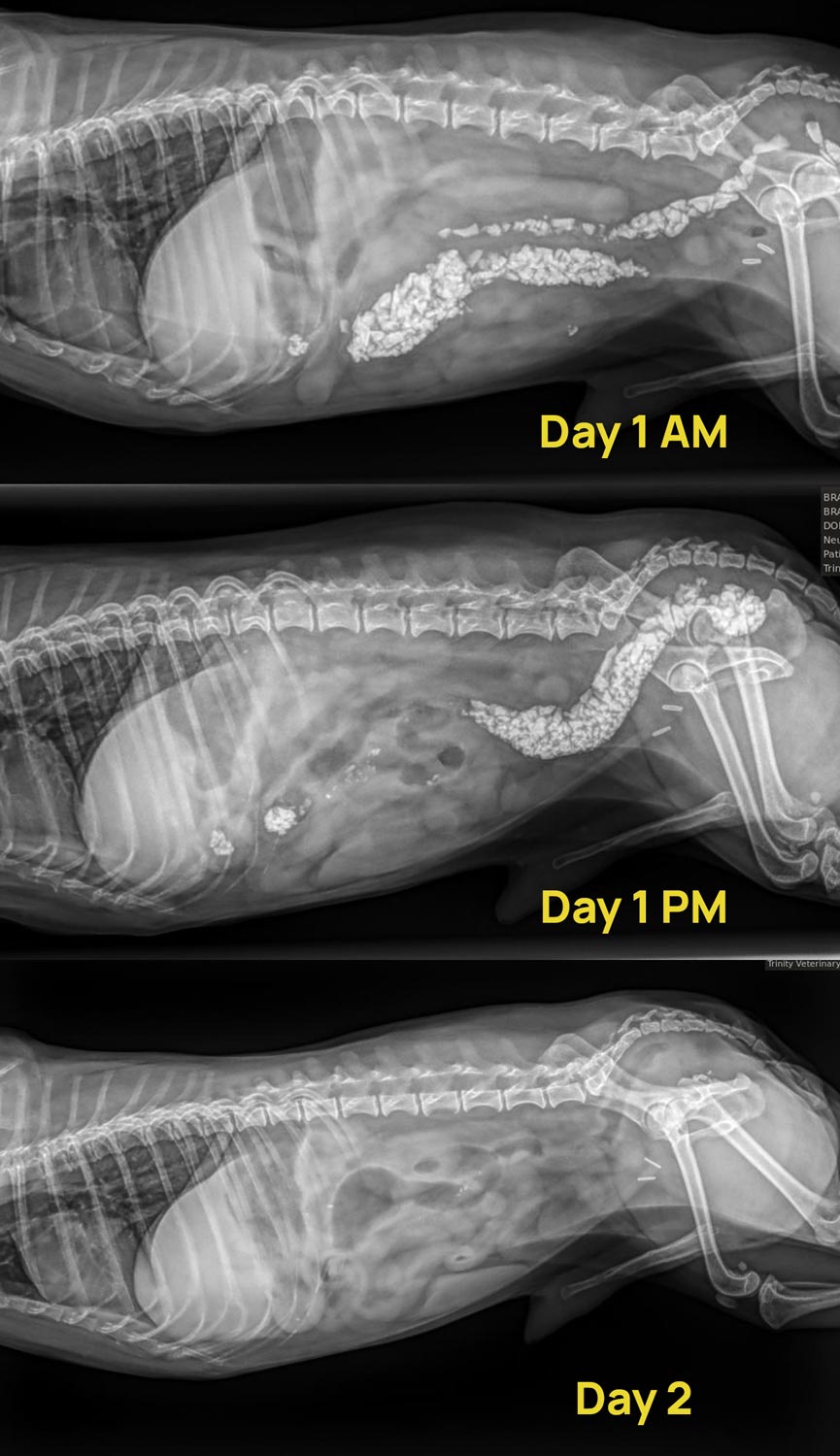 Little Man Bradley Gi Xray Progression