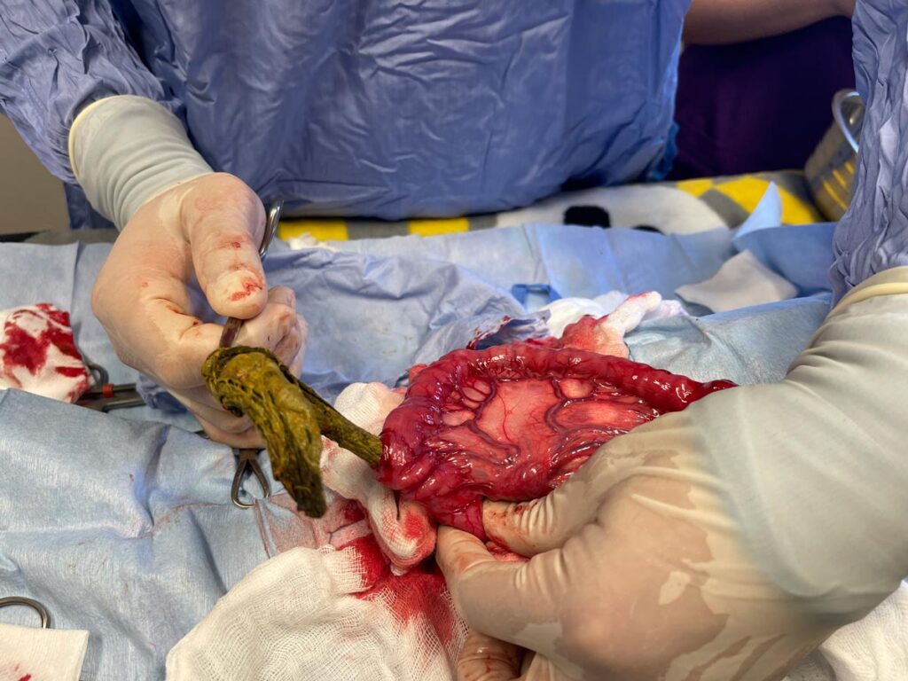 Veterinary Surgeon Pulling Foreign Object Out Of Intestines