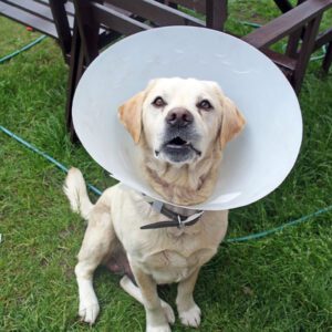 yellow labrador retriever wearing plastic cone around neck outside