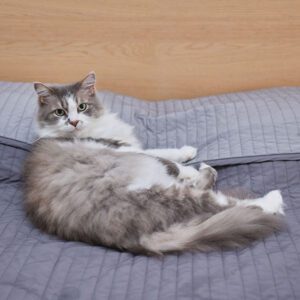 fluffy grey and white kitten lying on bed