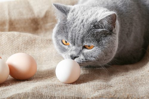 Gray british shorthair cat sniffs a chicken egg close-up on burlap background
