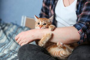 orange cat biting woman's hand with paws wrapped around her arm 