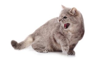 gray cat hissing on a white background
