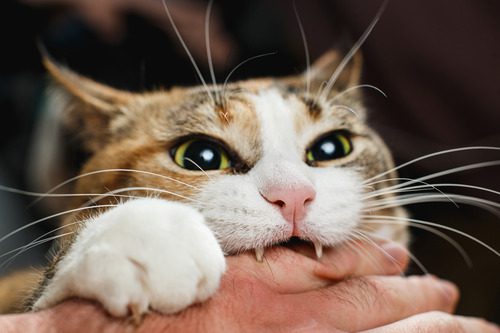 close up of cat biting person's hand