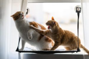 Two Domestic Cats Fighting On A Hammock By The Window