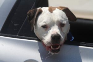 white and brown dog drooling in car