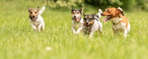 Jack Russel terriers playing in a meadow
