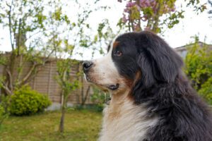drooling bernese mountain dog