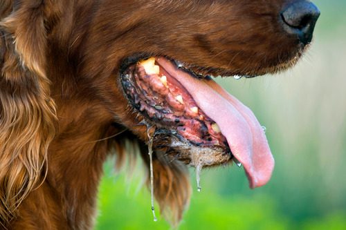 close up of dog panting and drooling