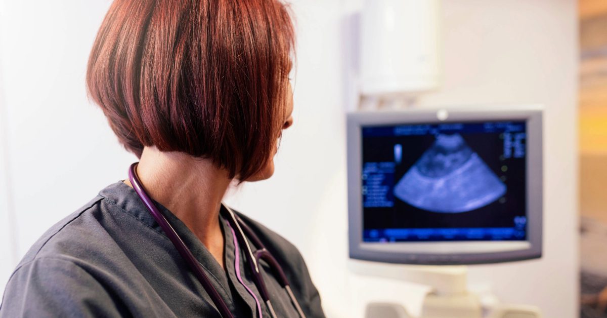 vet watching ultrasound screen
