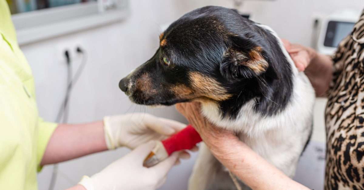 dog receiving chemotherapy drip through an IV