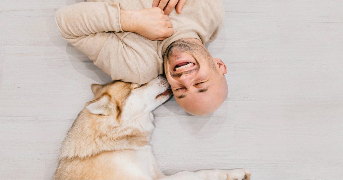 husky dog licking male owner's ear