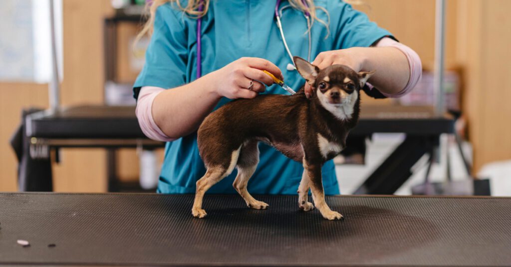 female vet administering vaccine to small chihuahua dog at clinic