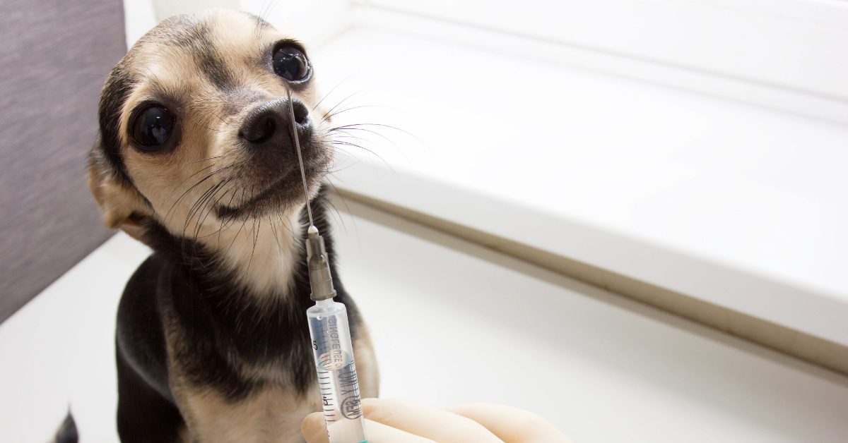 vet holding syringe with vaccine near chihuahua dog at clinic