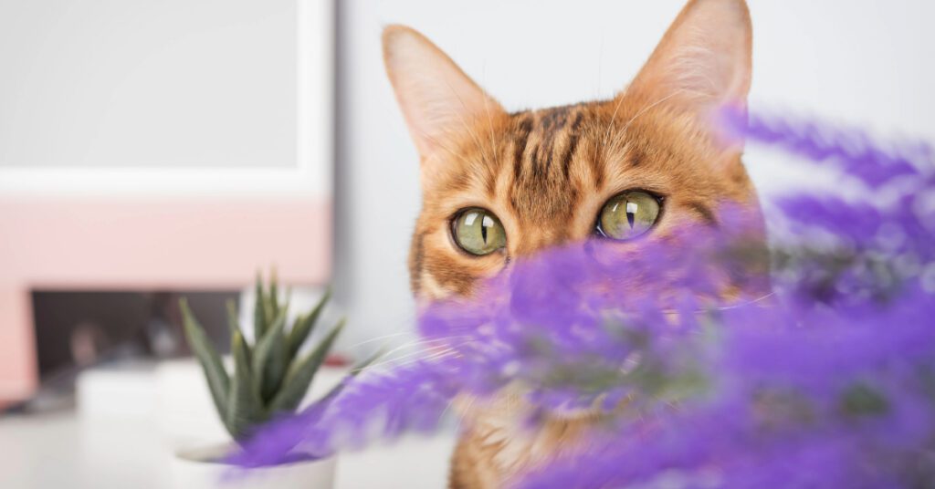 cat near lavender plant at home