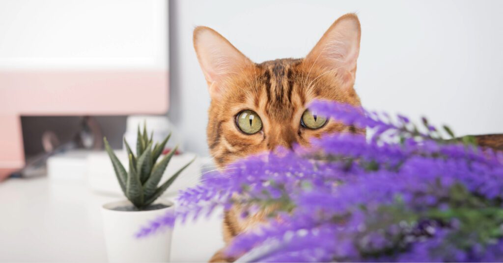 cat near lavender plant at home