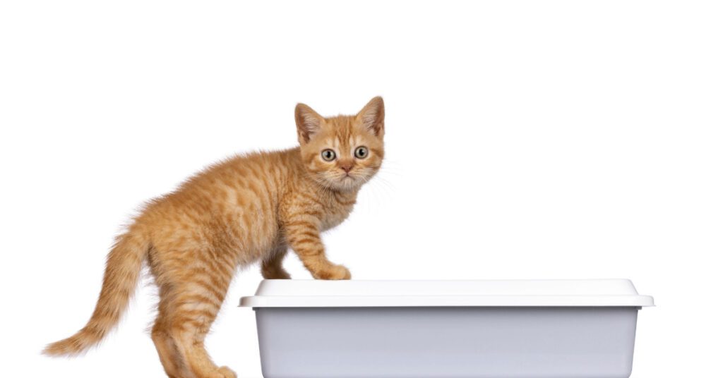 orange cat climbing on top of litter box against a white background