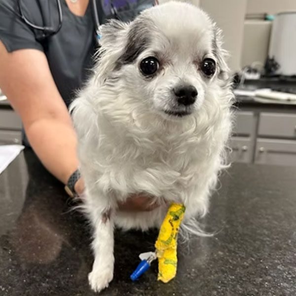 Chihuahua With Cast