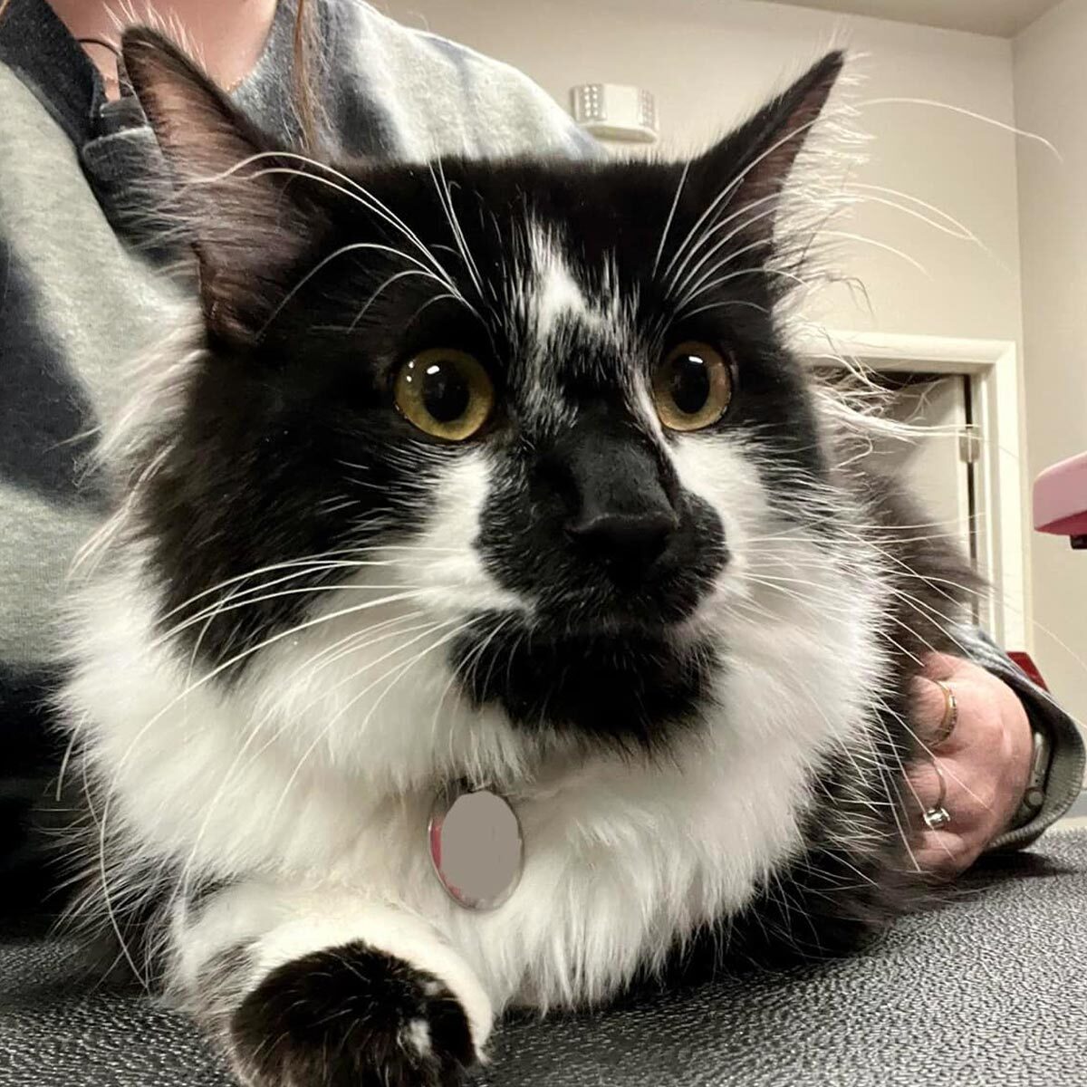 Close Up Of Fluffy Black And White Cat