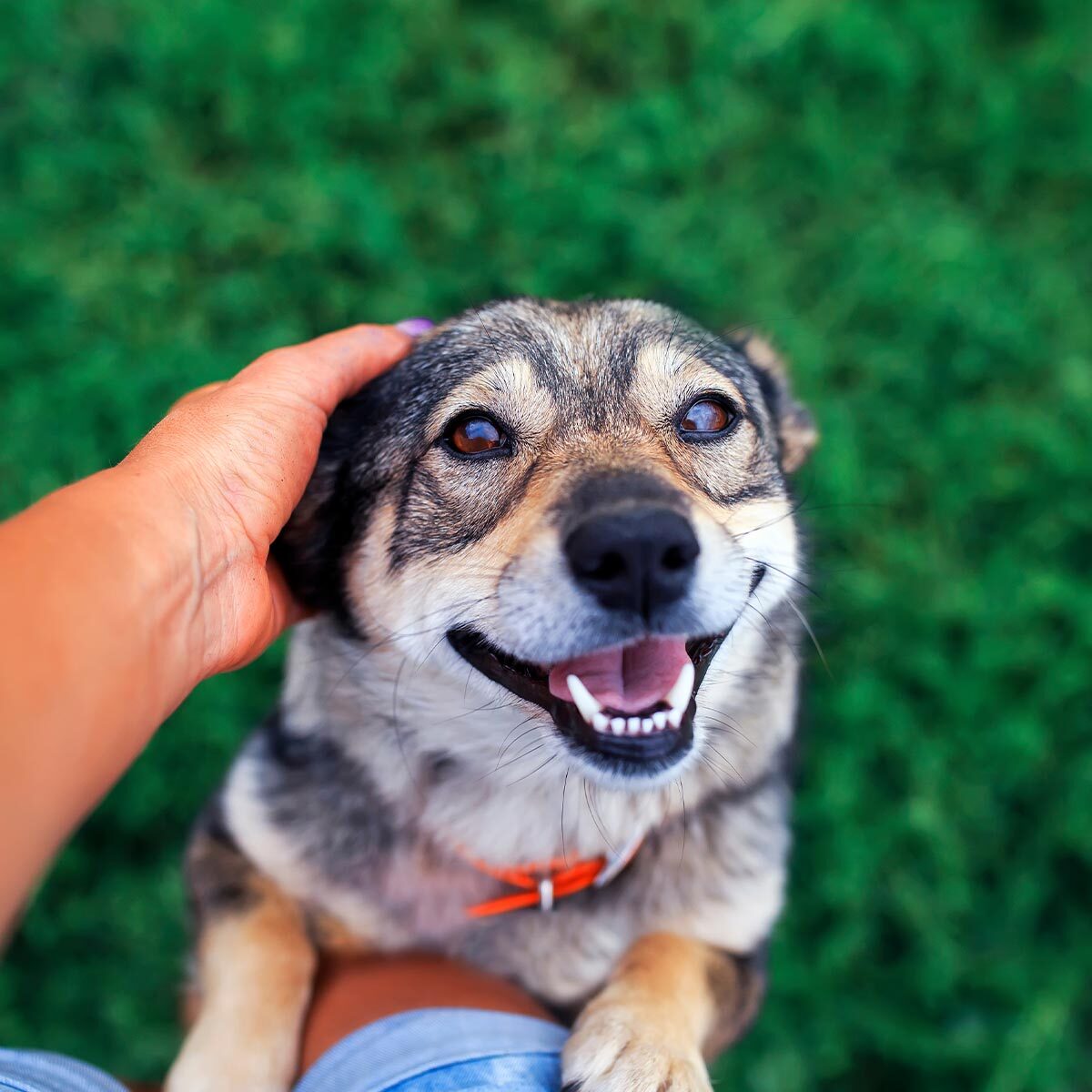 Close Up Of Happy Dog Being Pet By Owner