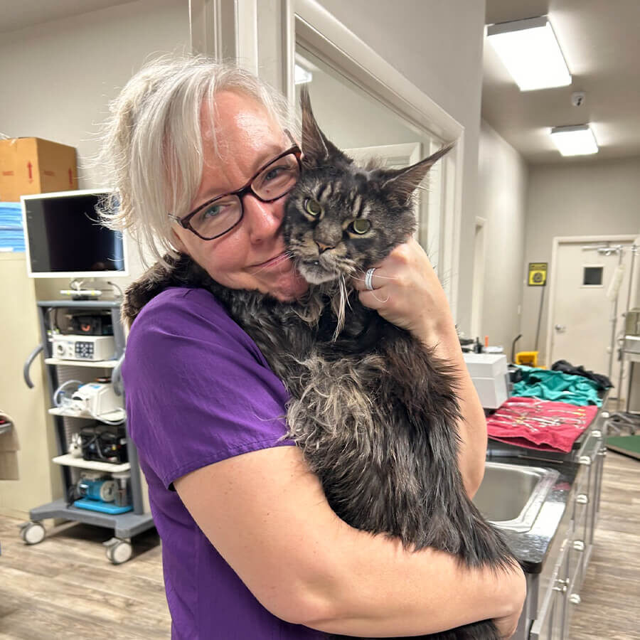 Doctor Holding Large Maine Coon Cat