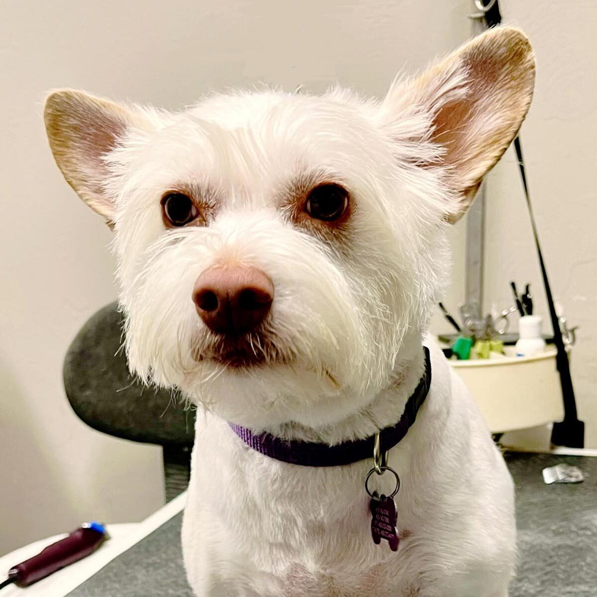 close up of freshly groomed white terrier dog