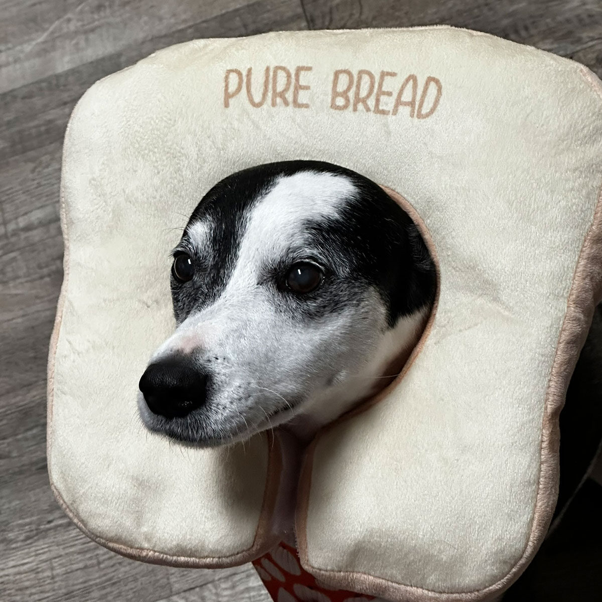 Dog Wearing Pure Bread Costume Around Face Dog Wearing Pure Bread Costume Around Face