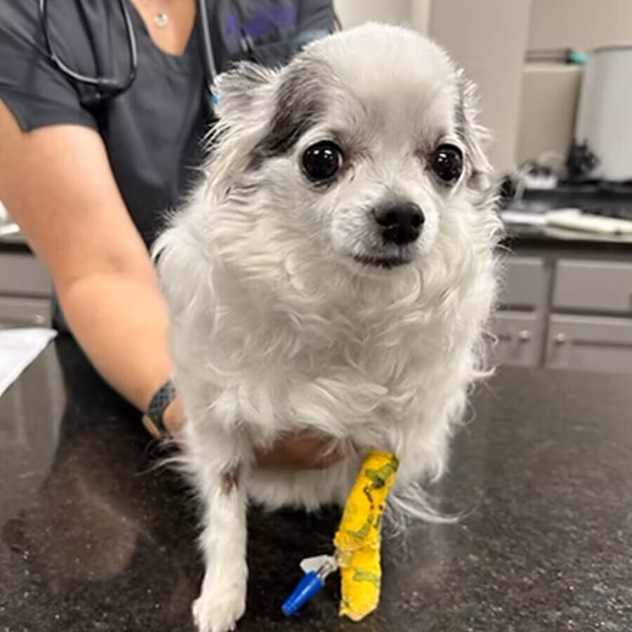 Small Dog With Iv