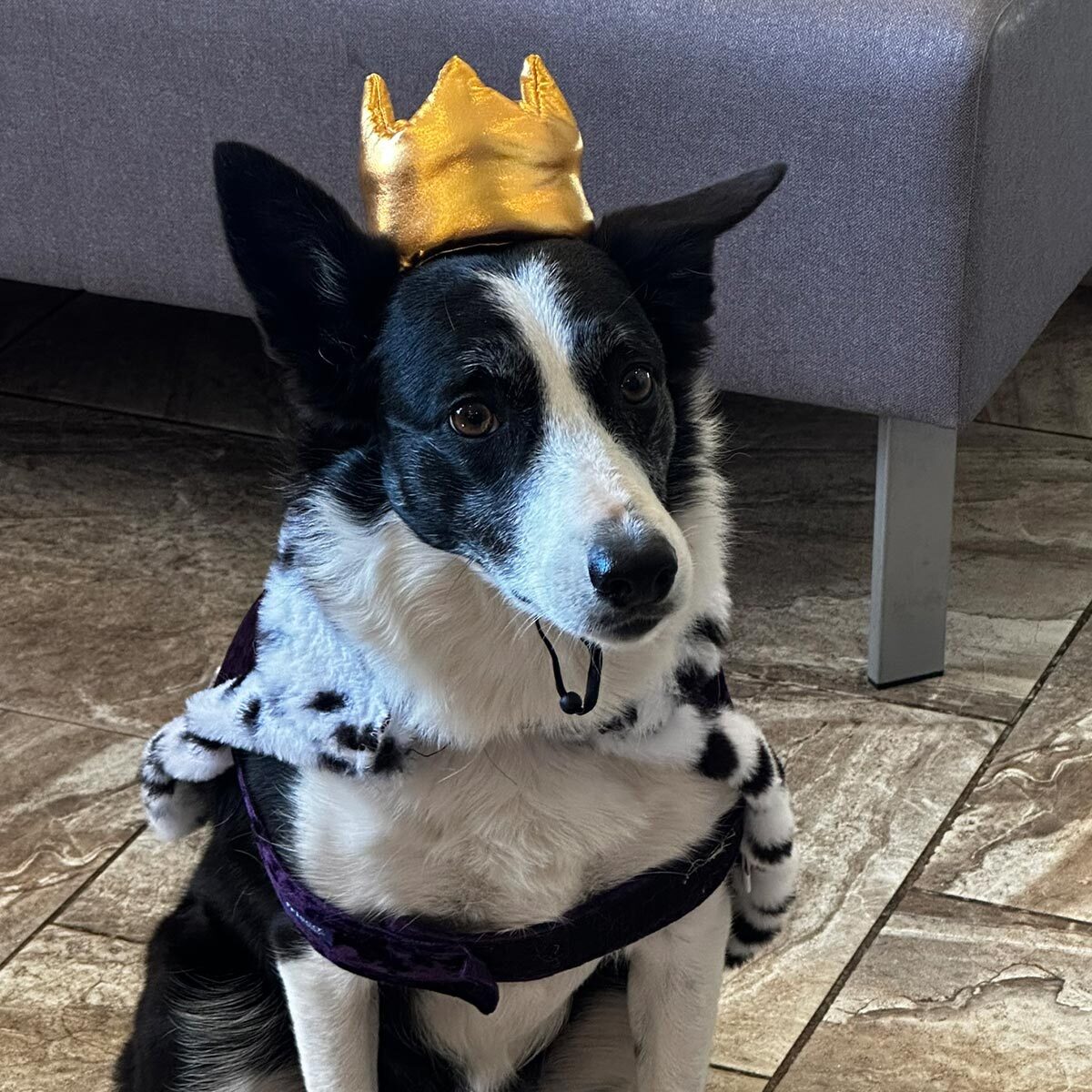 cute black and white dog dressed up for Halloween as a king