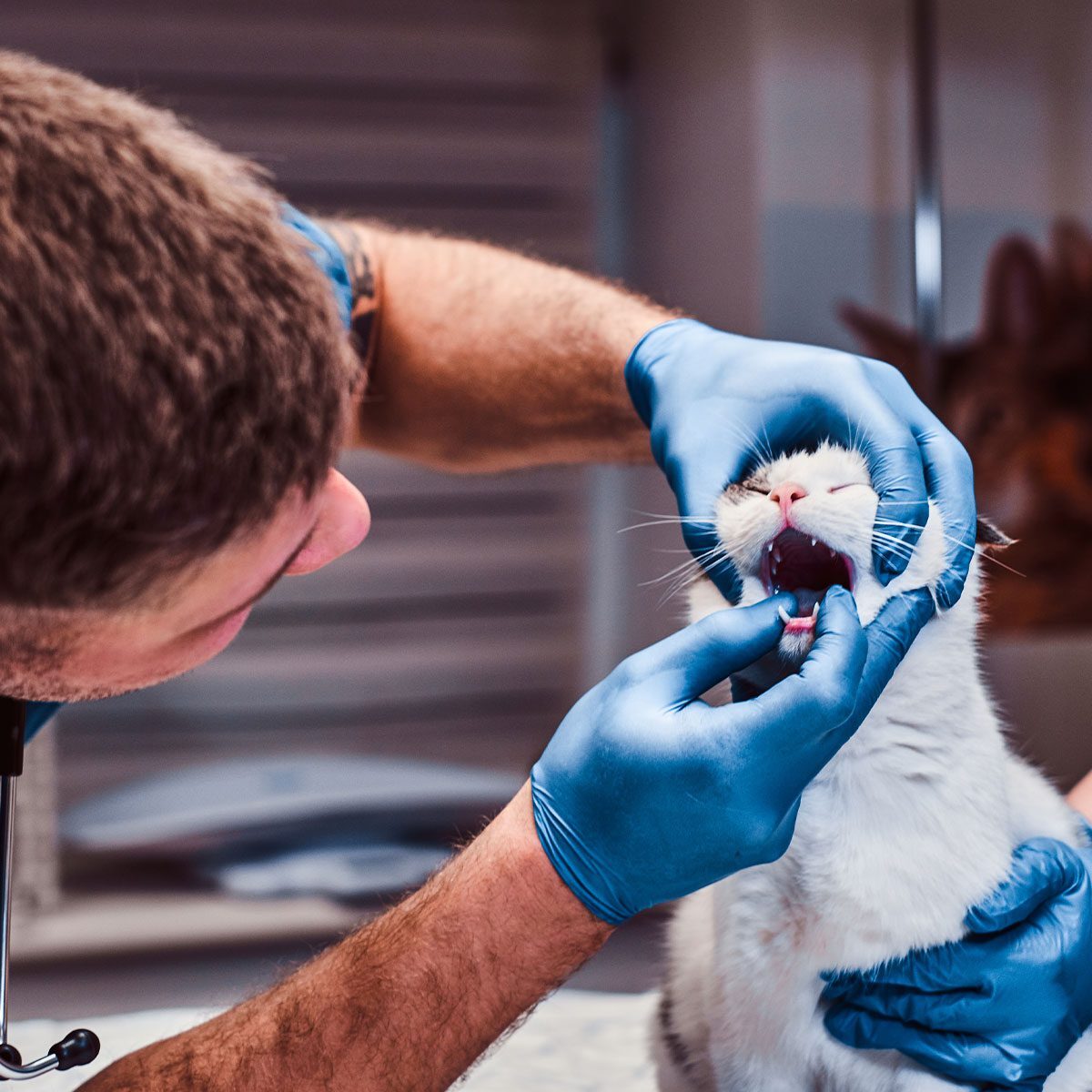 male veterinarian checking cat's teeth during exam
